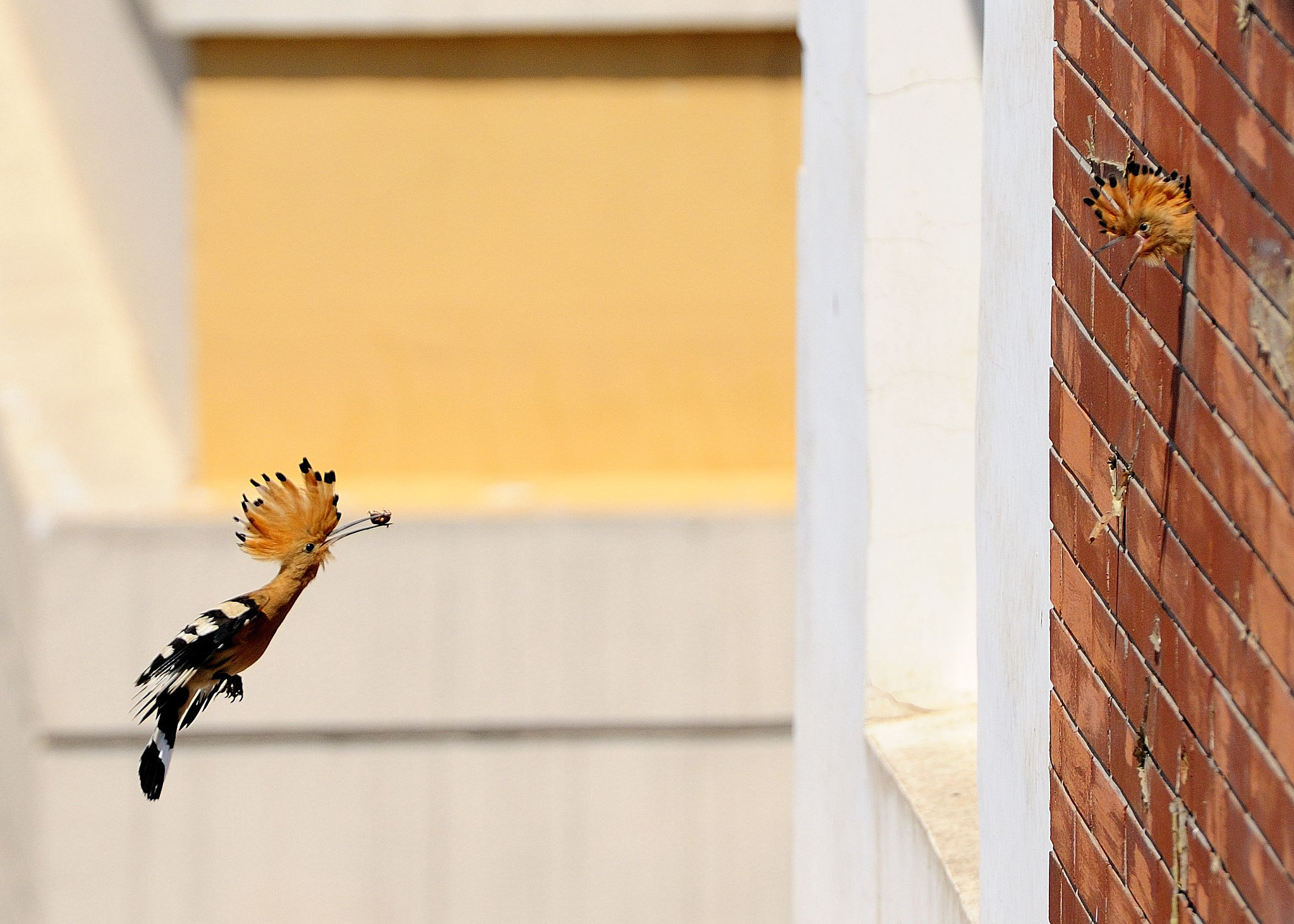 Nikon AF-S Nikkor 70-200mm F2.8G ED VR II sample photo. 副本 photography