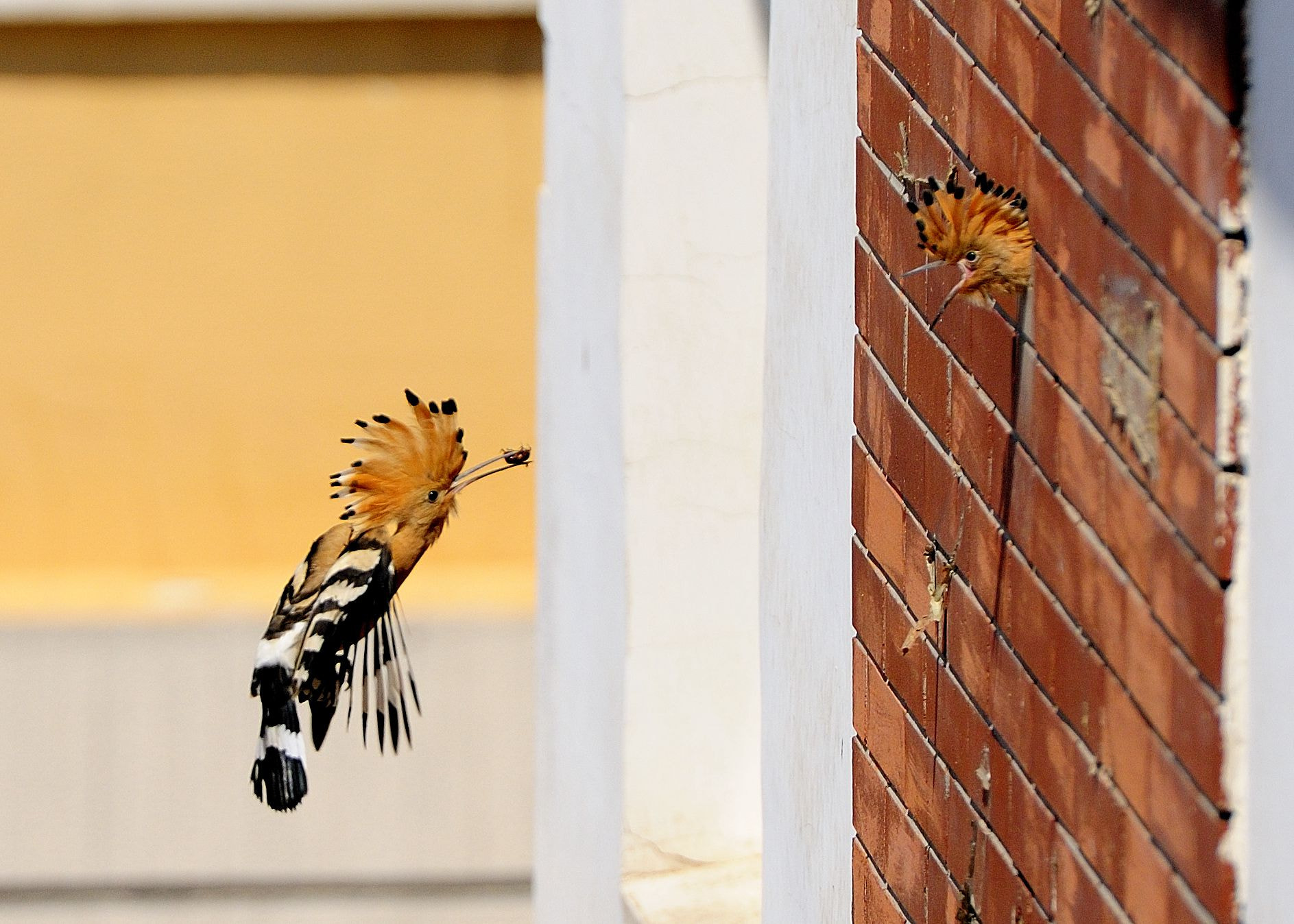 Nikon AF-S Nikkor 70-200mm F2.8G ED VR II sample photo. 副本 photography