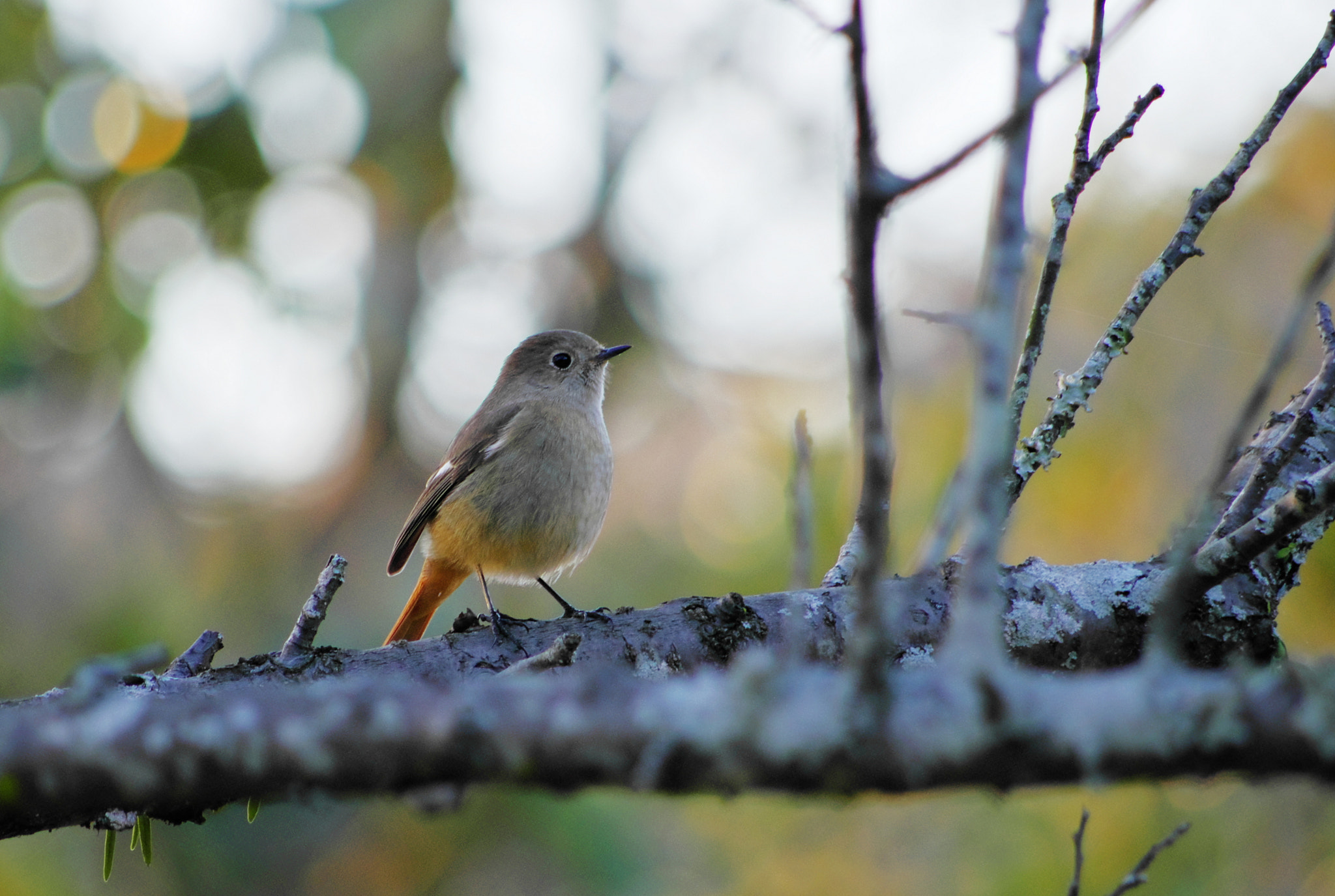 smc PENTAX-DA L 55-300mm F4-5.8 ED sample photo. Redstart photography