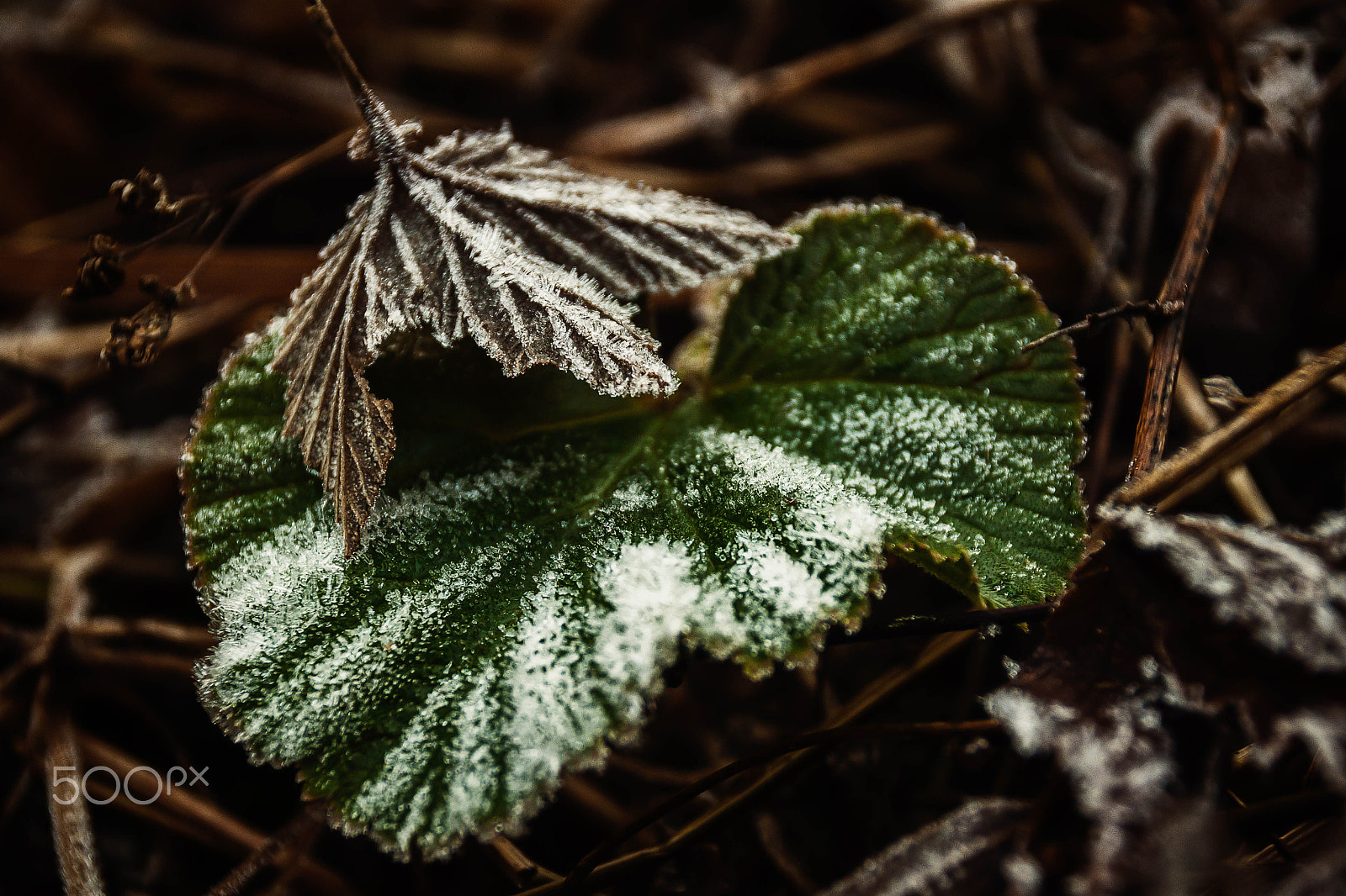 Sigma 18-250mm F3.5-6.3 DC OS HSM sample photo. Winter cold photography