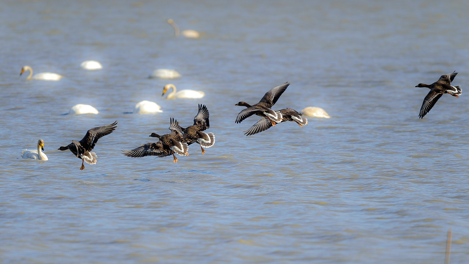 Nikon AF-S Nikkor 600mm F4E FL ED VR sample photo. Landing geese photography