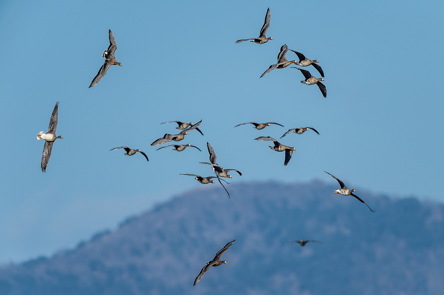 Nikon AF-S Nikkor 600mm F4E FL ED VR sample photo. Free falls photography