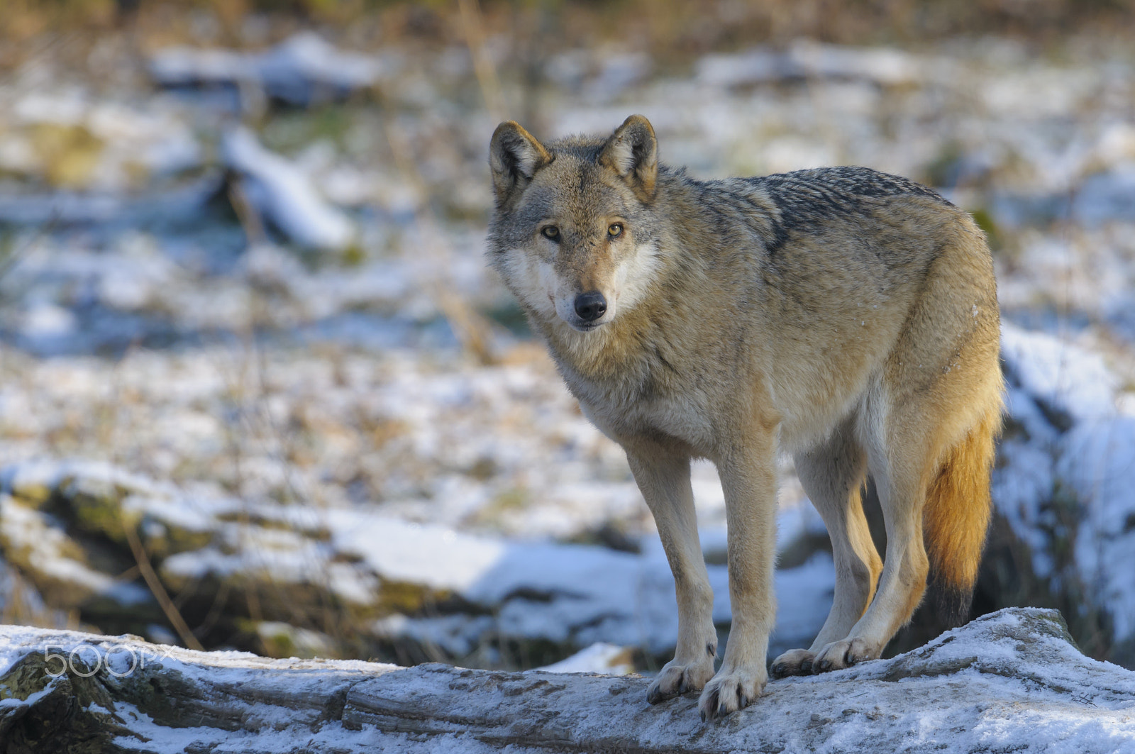 Nikon D300 + Nikon AF-S Nikkor 500mm F4G ED VR sample photo. Europäischer wolf, canis lupus, european wolf photography