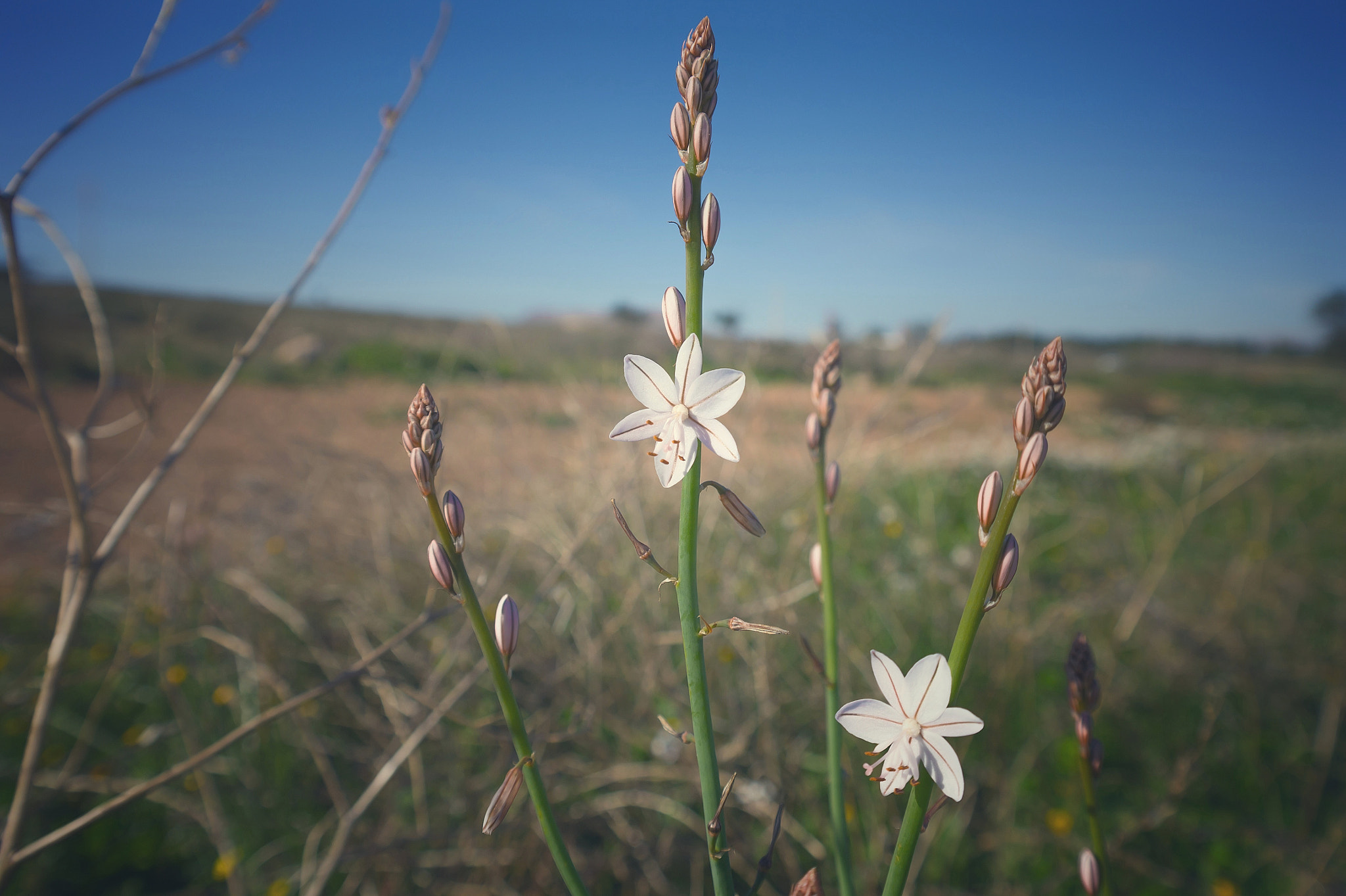 Samsung NX 18-55mm F3.5-5.6 OIS sample photo. Flower photography