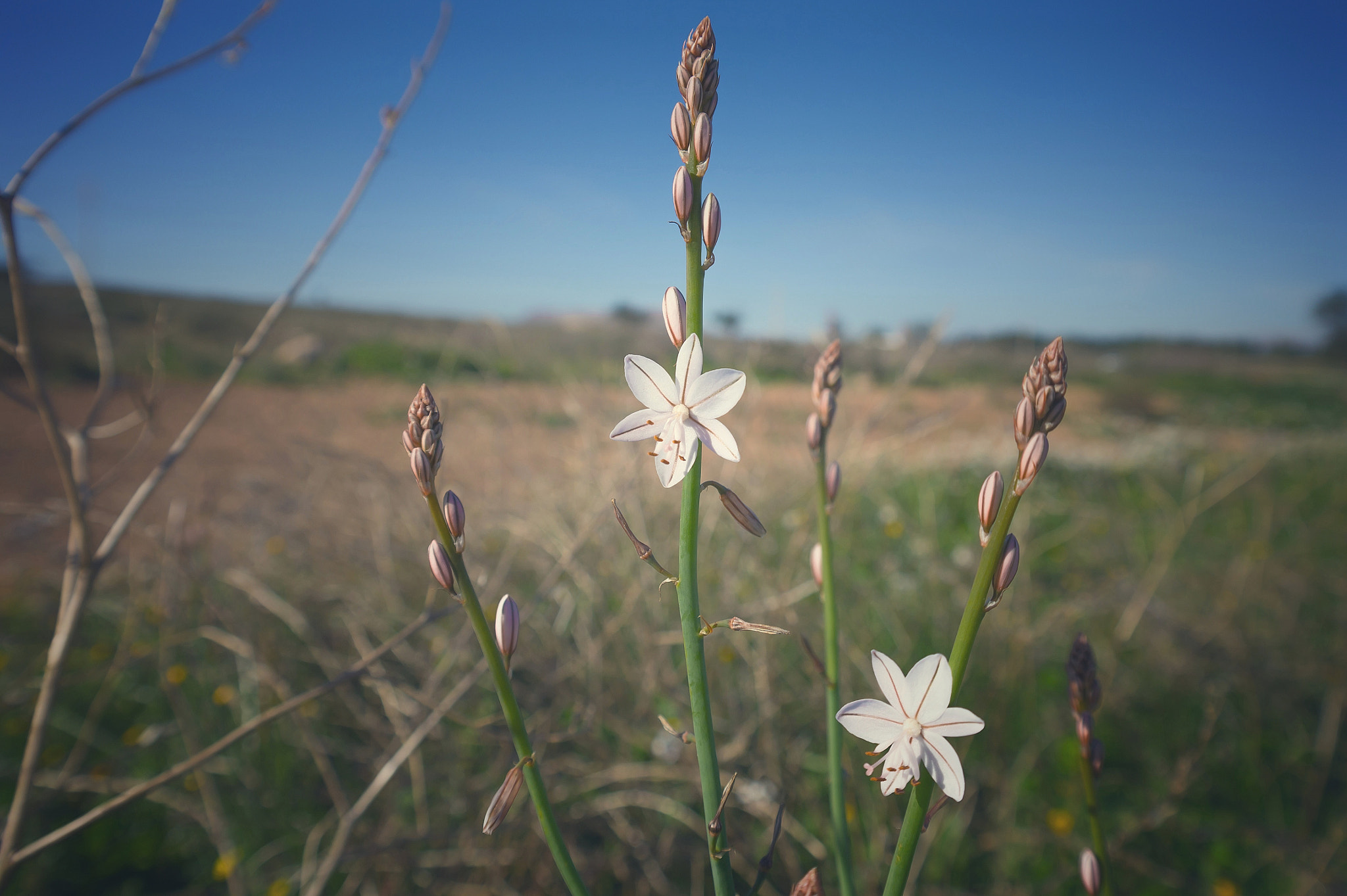 Samsung NX10 + Samsung NX 18-55mm F3.5-5.6 OIS sample photo. Flower photography