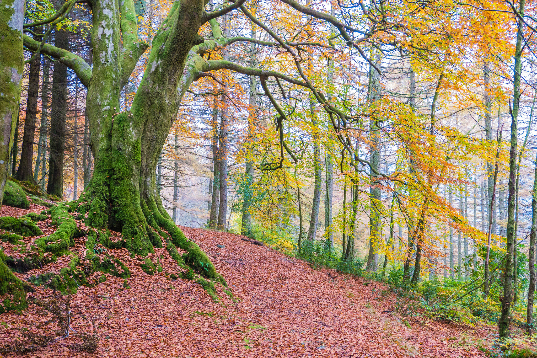 LUMIX G VARIO PZ 14-42/F3.5-5.6 sample photo. Autumn forest photography