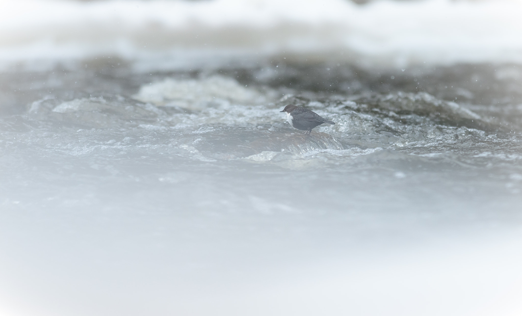 Nikon AF-S Nikkor 300mm F2.8G ED VR II sample photo. White photography