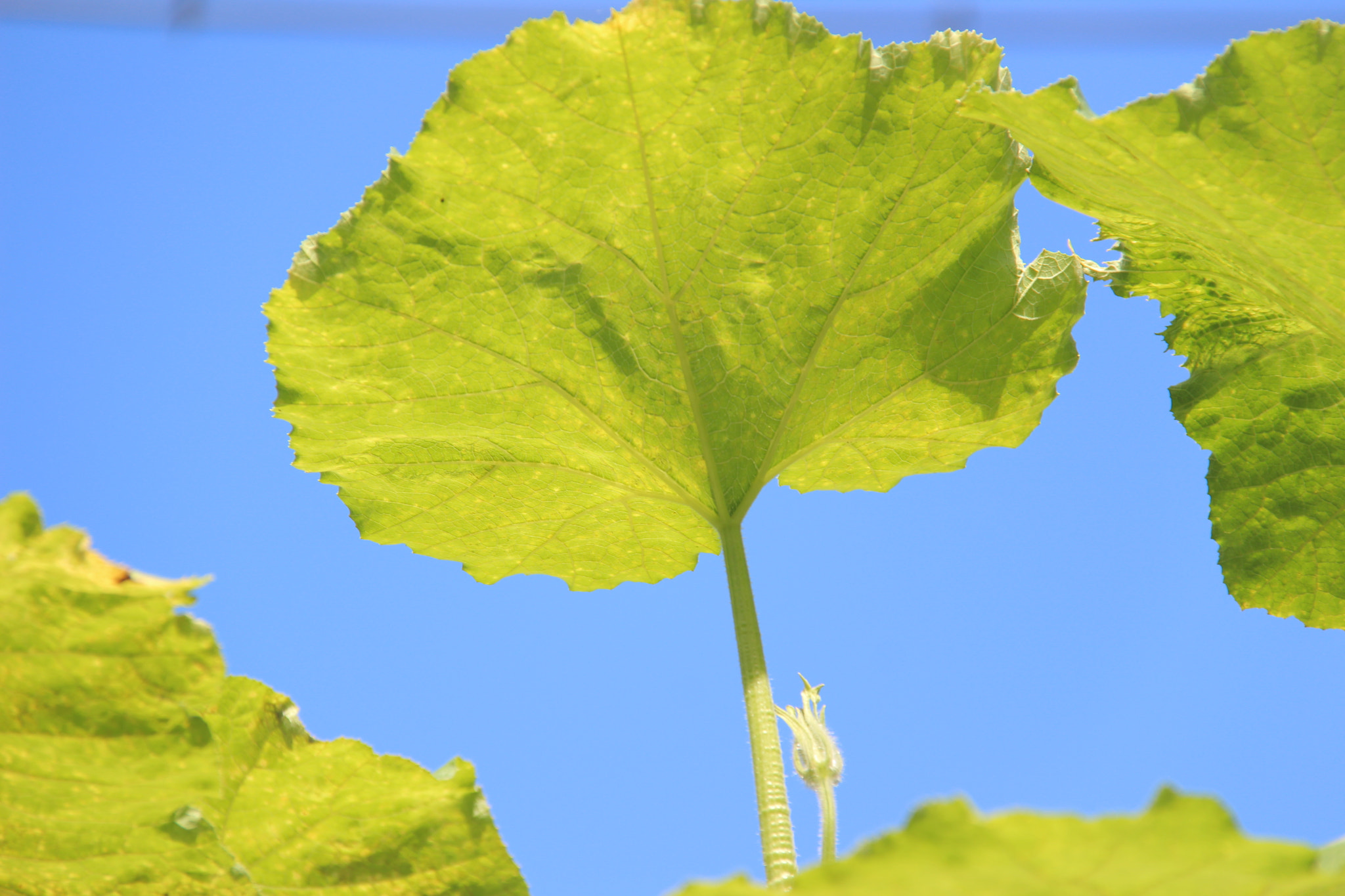 Canon EF-S 18-200mm F3.5-5.6 IS sample photo. 고향의```호박잎 photography