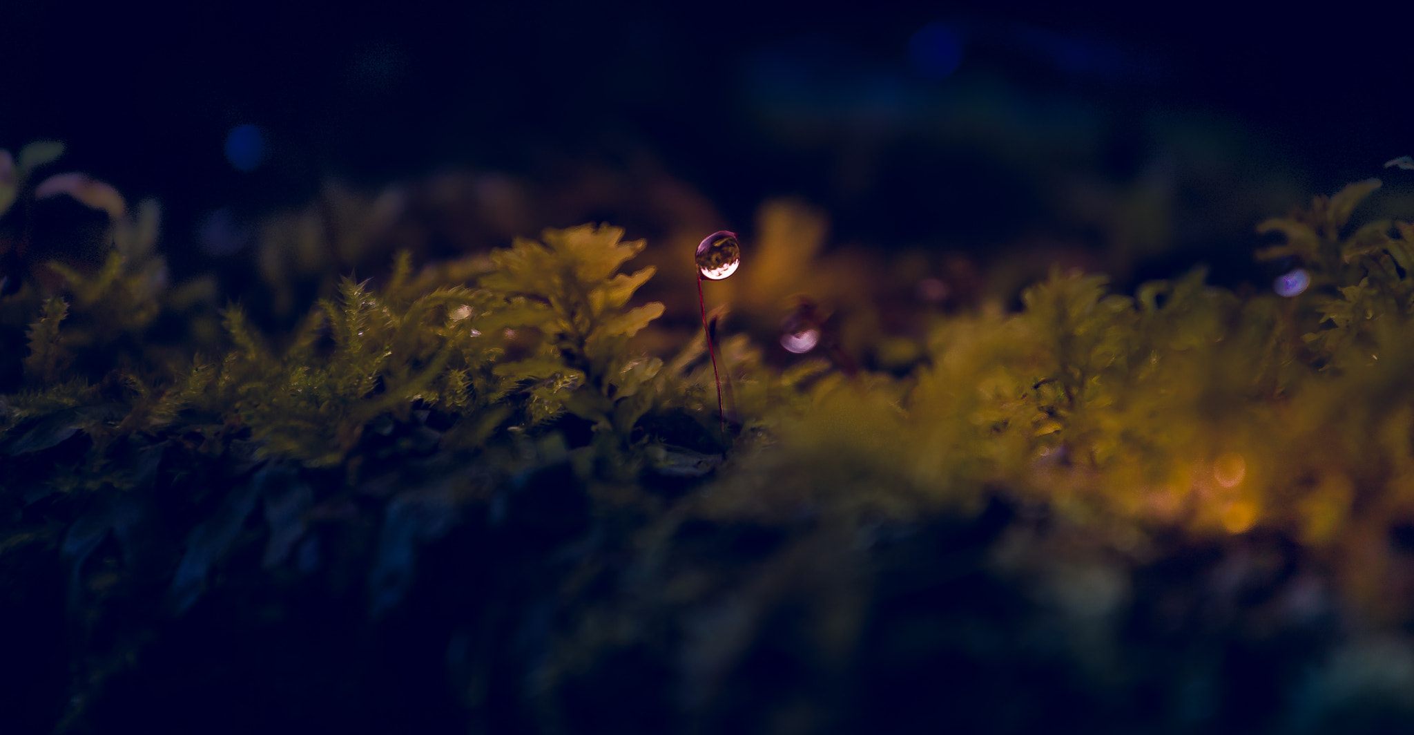 Canon EOS 1100D (EOS Rebel T3 / EOS Kiss X50) sample photo. Raindrop catched on moss photography