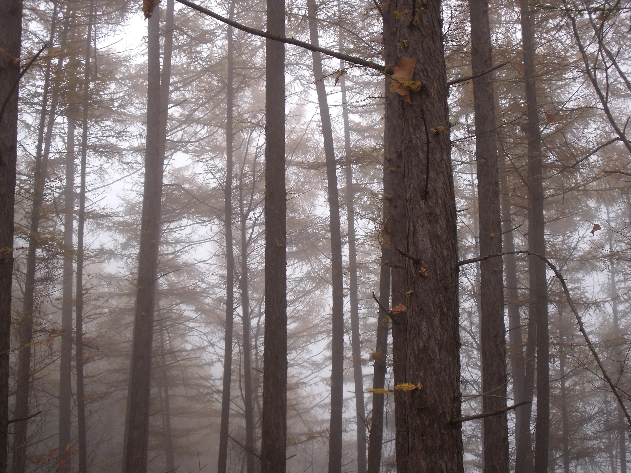 Fujifilm FinePix J110W sample photo. Larch trees in the mist photography