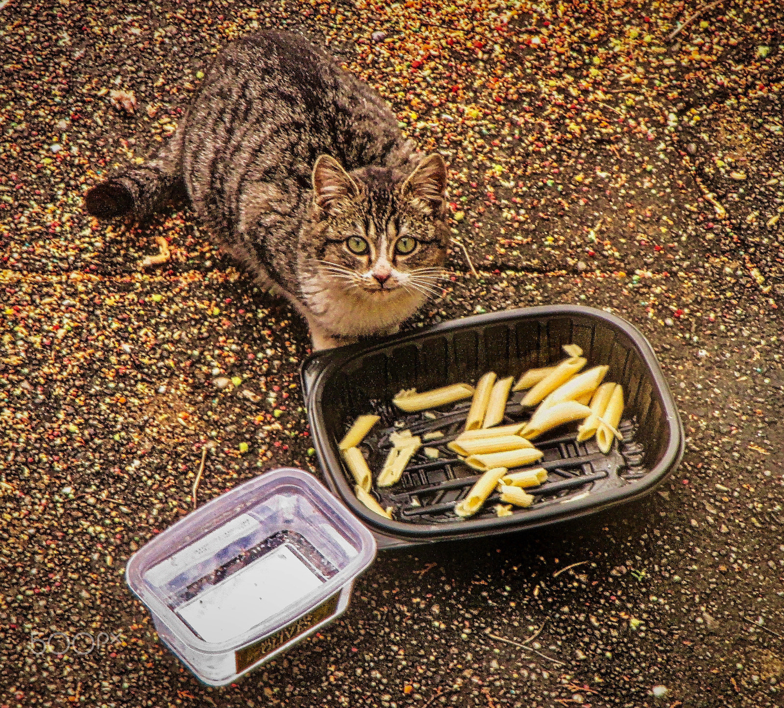 Canon PowerShot ELPH 115 IS (IXUS 132 / IXY 90F) sample photo. The cat at lunch photography