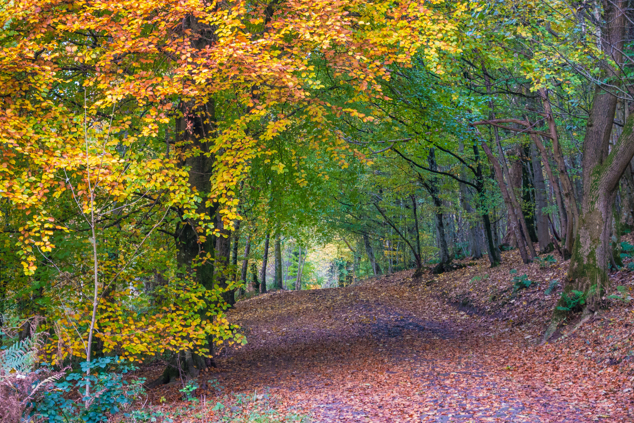 Panasonic Lumix DMC-G6 + LUMIX G VARIO PZ 14-42/F3.5-5.6 sample photo. Autumn forest photography