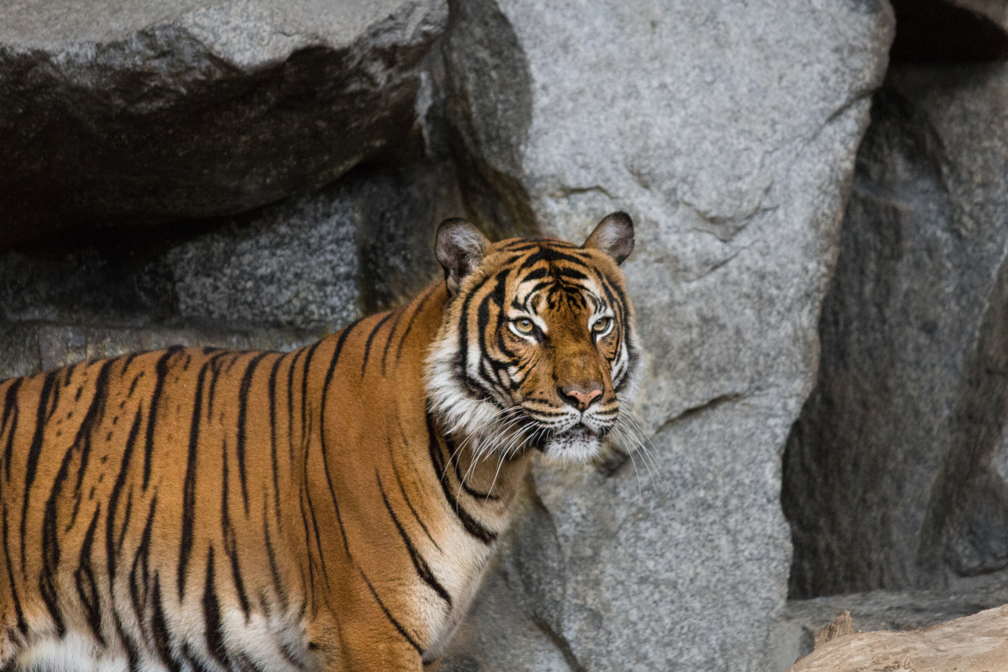 Canon EF-S 55-250mm F4-5.6 IS II sample photo. Tiger photography