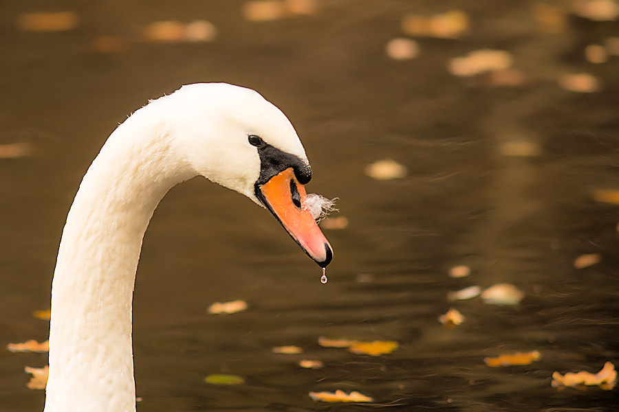 Canon EF 300mm F4L IS USM sample photo. Schwan photography