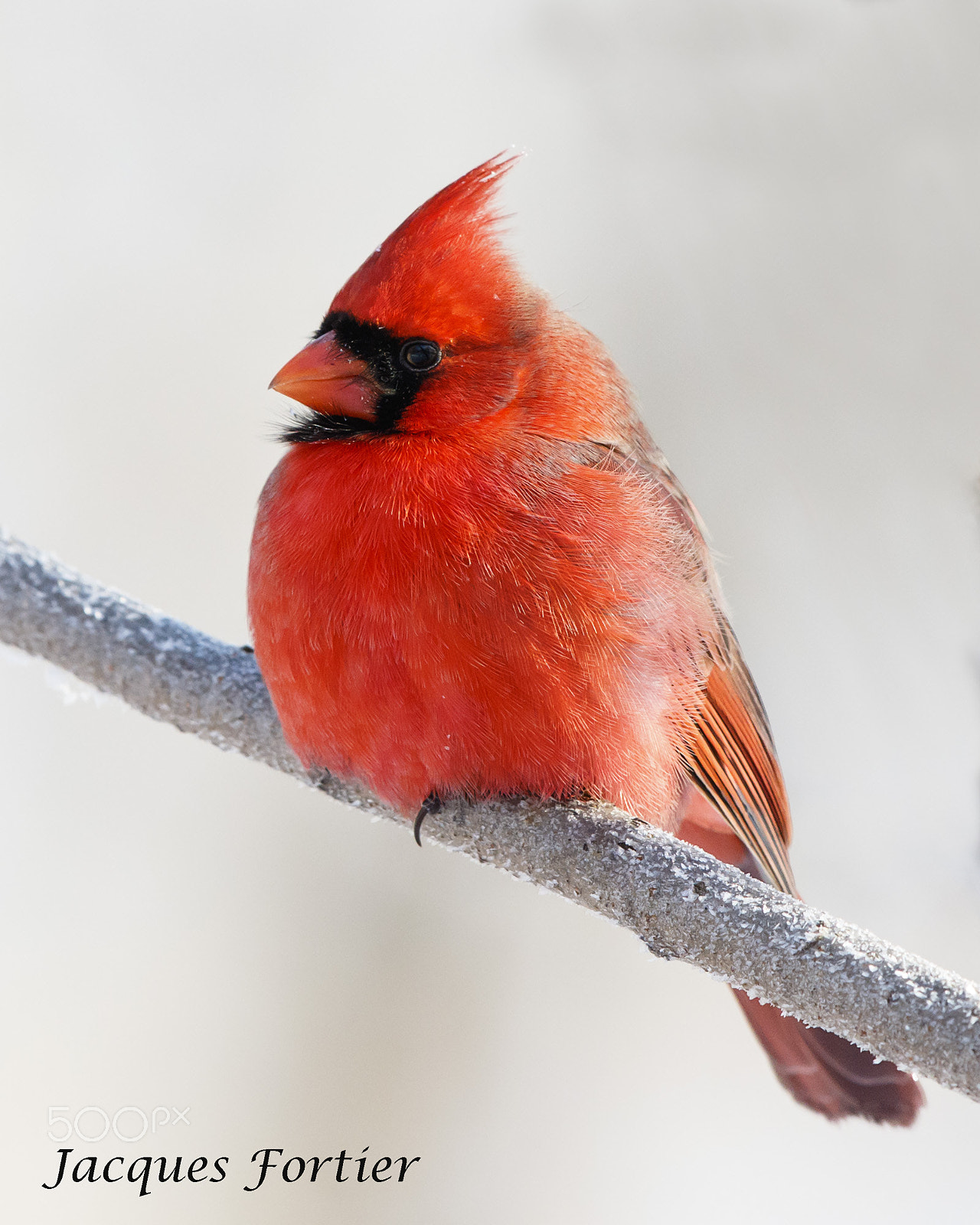 Canon EF 600mm F4L IS II USM sample photo. Northern cardinal photography