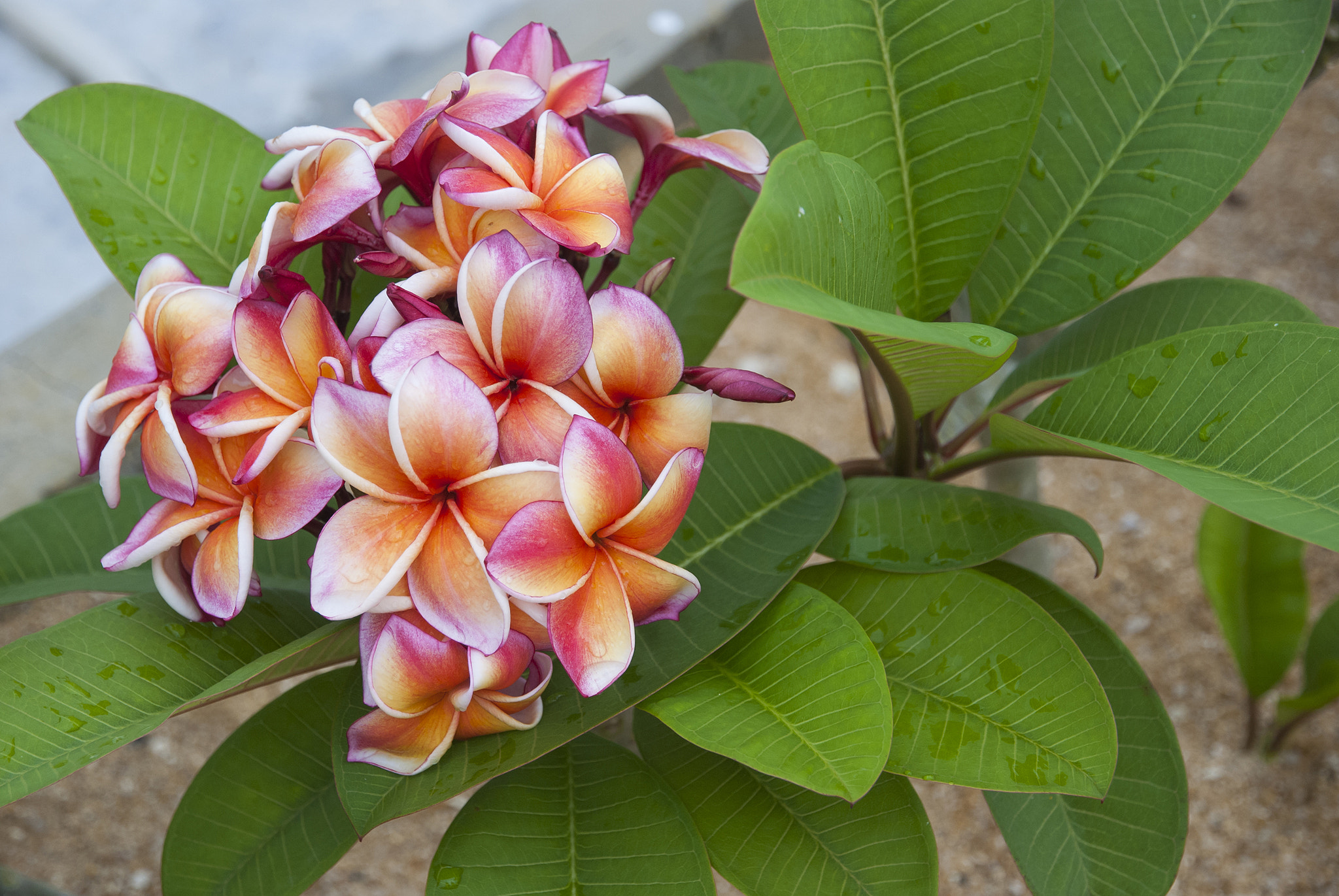 Nikon D80 sample photo. Pink, orange frangipani (plumeria) photography