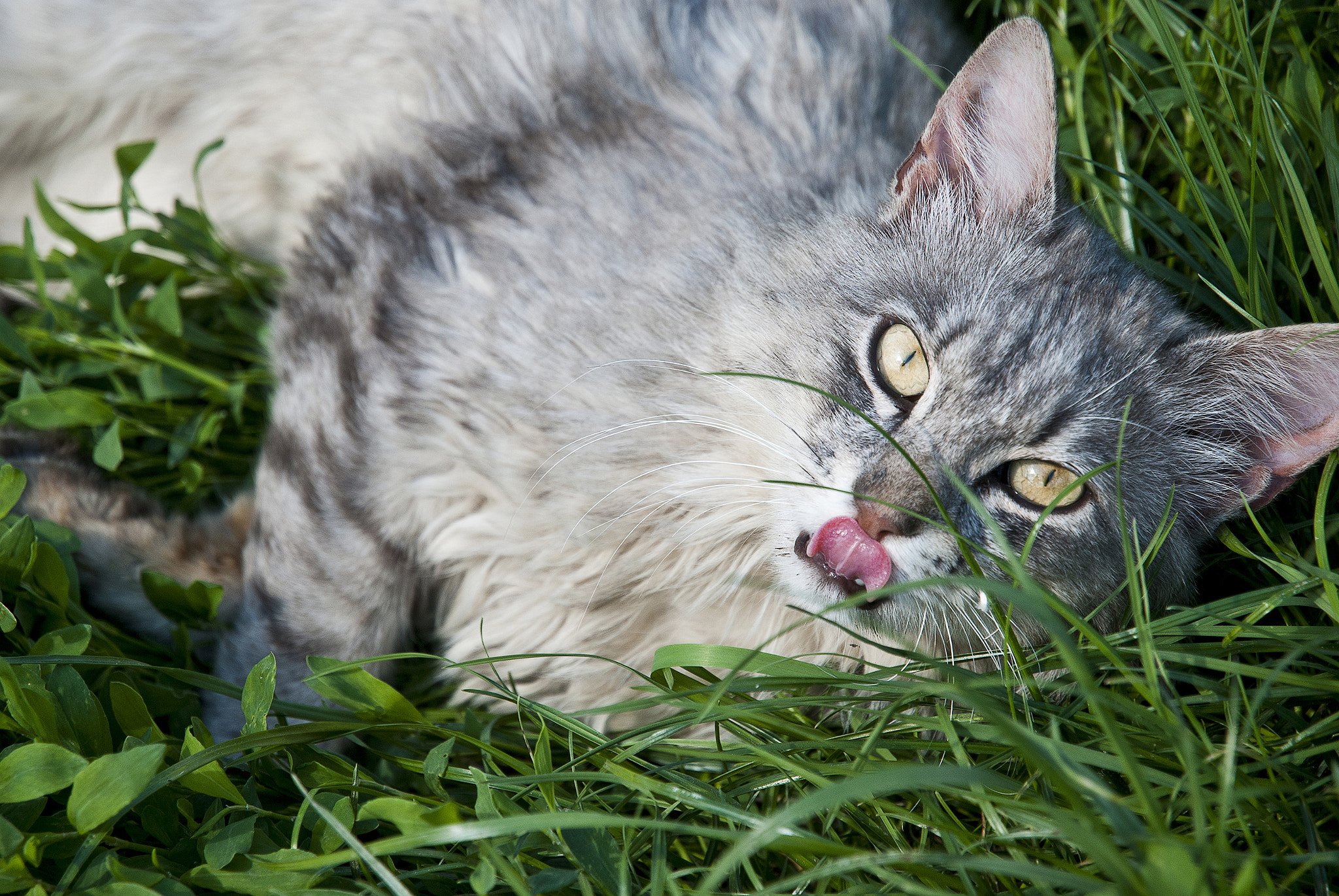 Nikon D80 sample photo. Gray cat laying on a grass photography