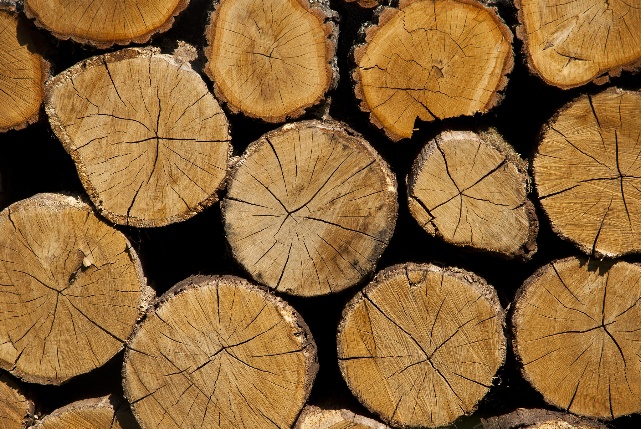 Nikon D80 sample photo. Cross section of the timber. a stack of dry firewood laid in a h photography