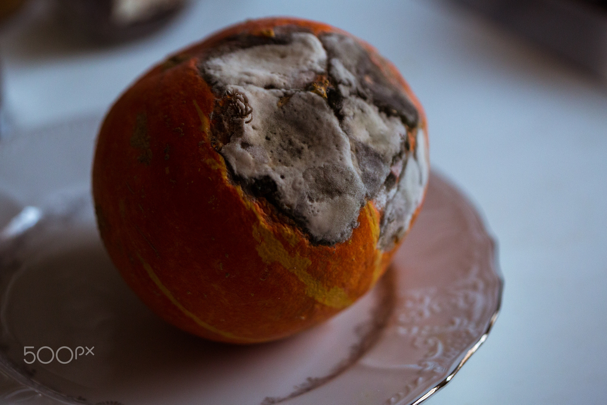 The rot of Pumpkin