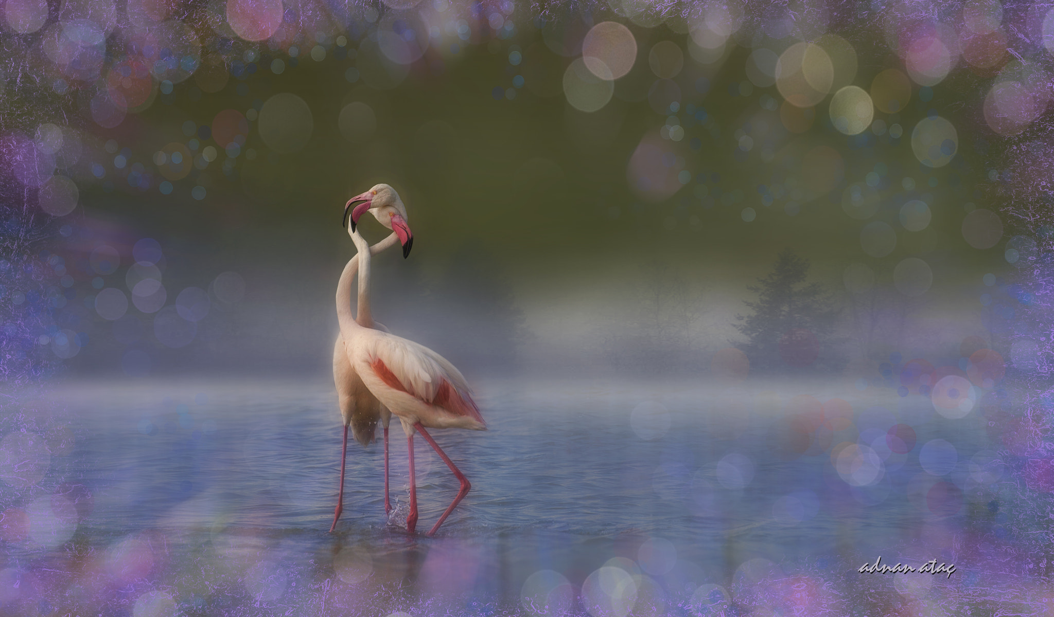Sigma 300-800mm F5.6 EX DG HSM sample photo. Flamingo - phoenicopterus roseus - greater flamingo photography