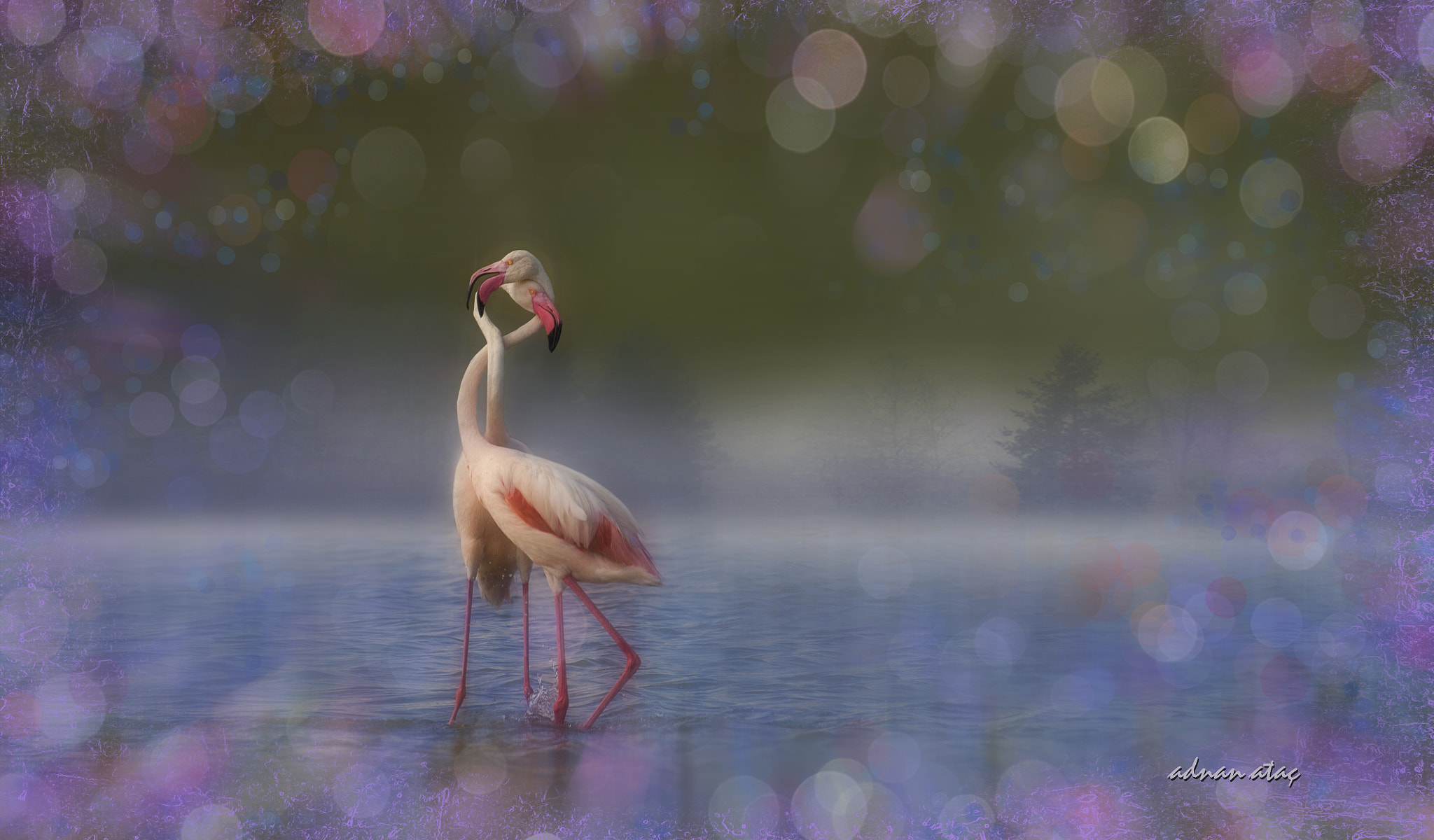 Nikon D4 + Sigma 300-800mm F5.6 EX DG HSM sample photo. Flamingo - phoenicopterus roseus - greater flamingo photography