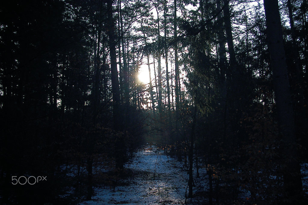 Pentax K100D Super sample photo. Morning in forest photography