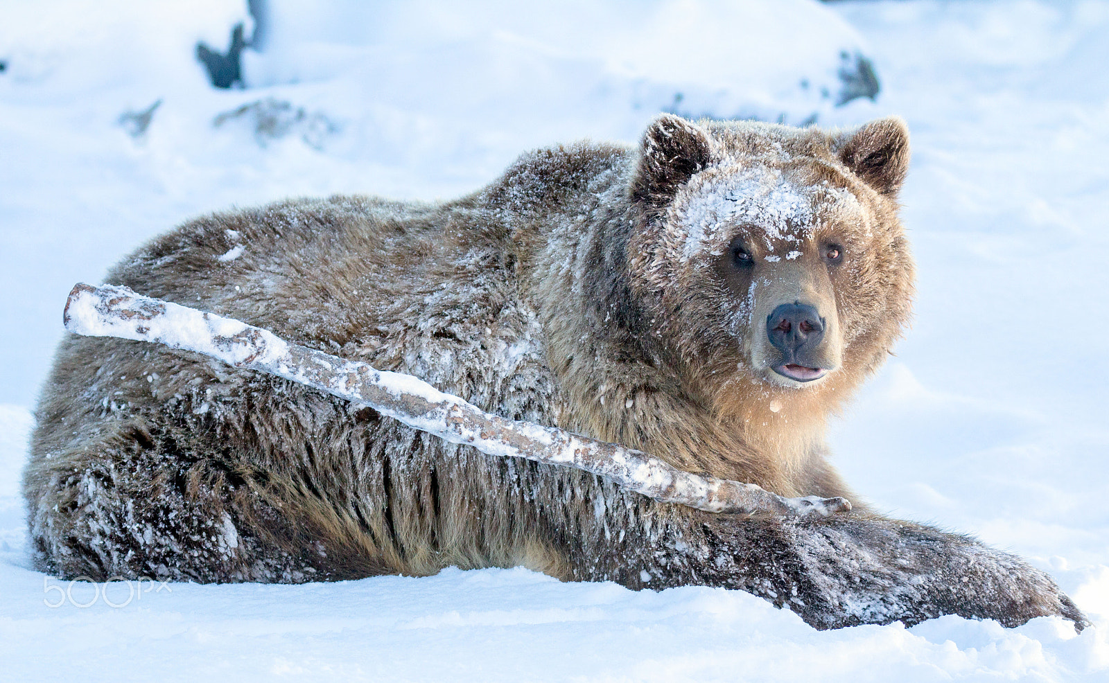 Canon EOS 60D + Canon EF 100-400mm F4.5-5.6L IS II USM sample photo. Bella - the baby grizzly photography