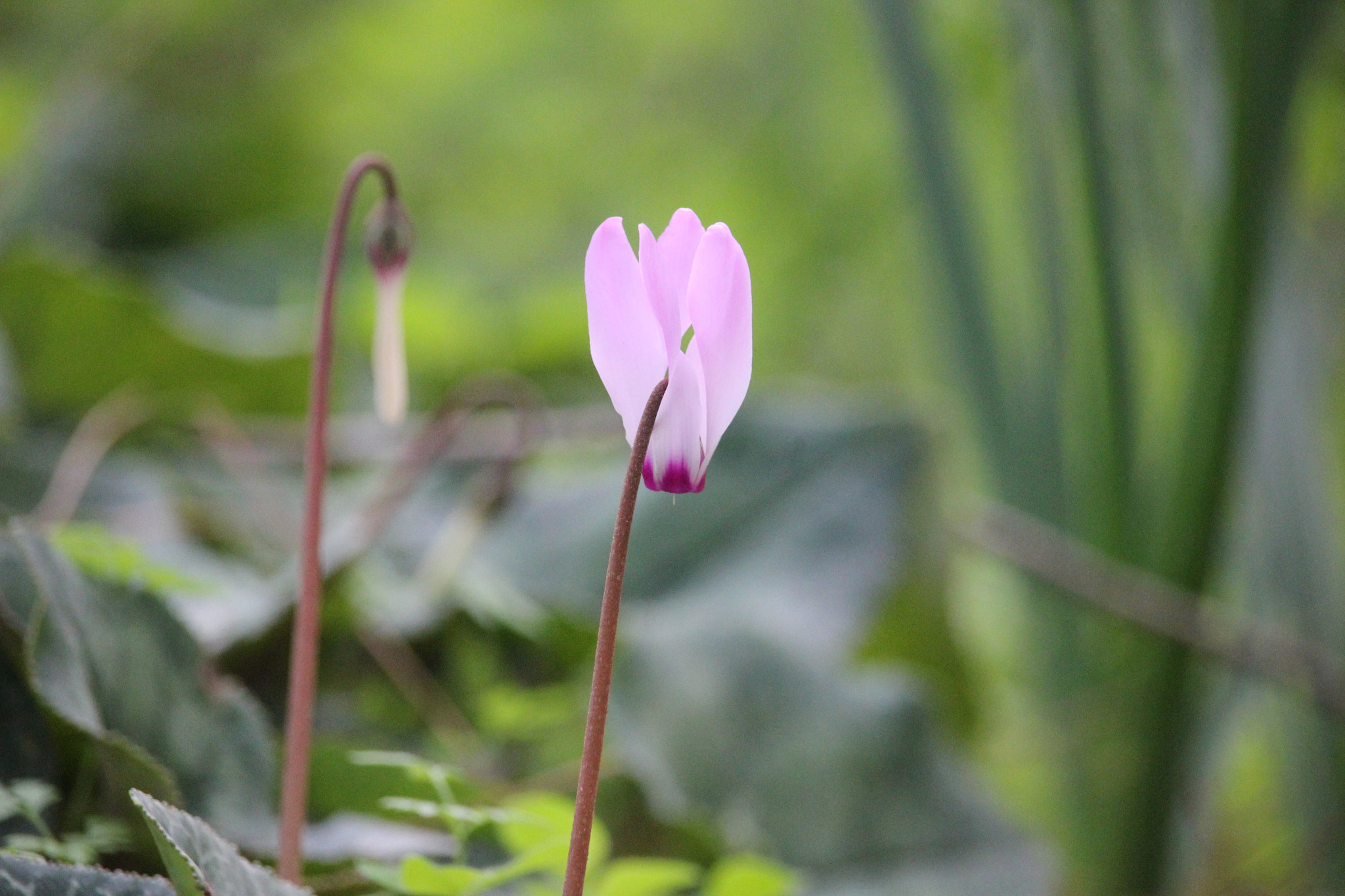 Canon EF-S 55-250mm F4-5.6 IS STM sample photo. Flourishing photography