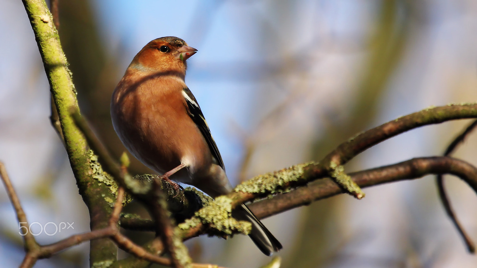 Canon EF 100-400mm F4.5-5.6L IS USM sample photo. Chaffinch photography
