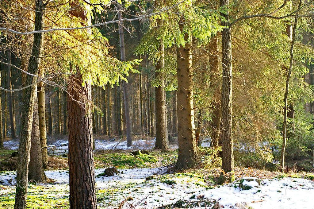 Pentax K100D Super sample photo. Forest in sun light photography