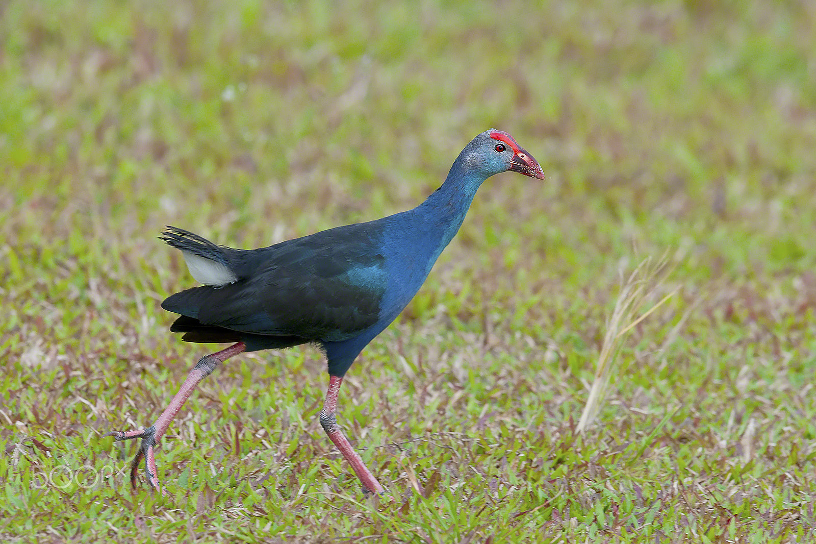 Nikon AF-S Nikkor 400mm F2.8G ED VR II sample photo. Purple swarmhen photography