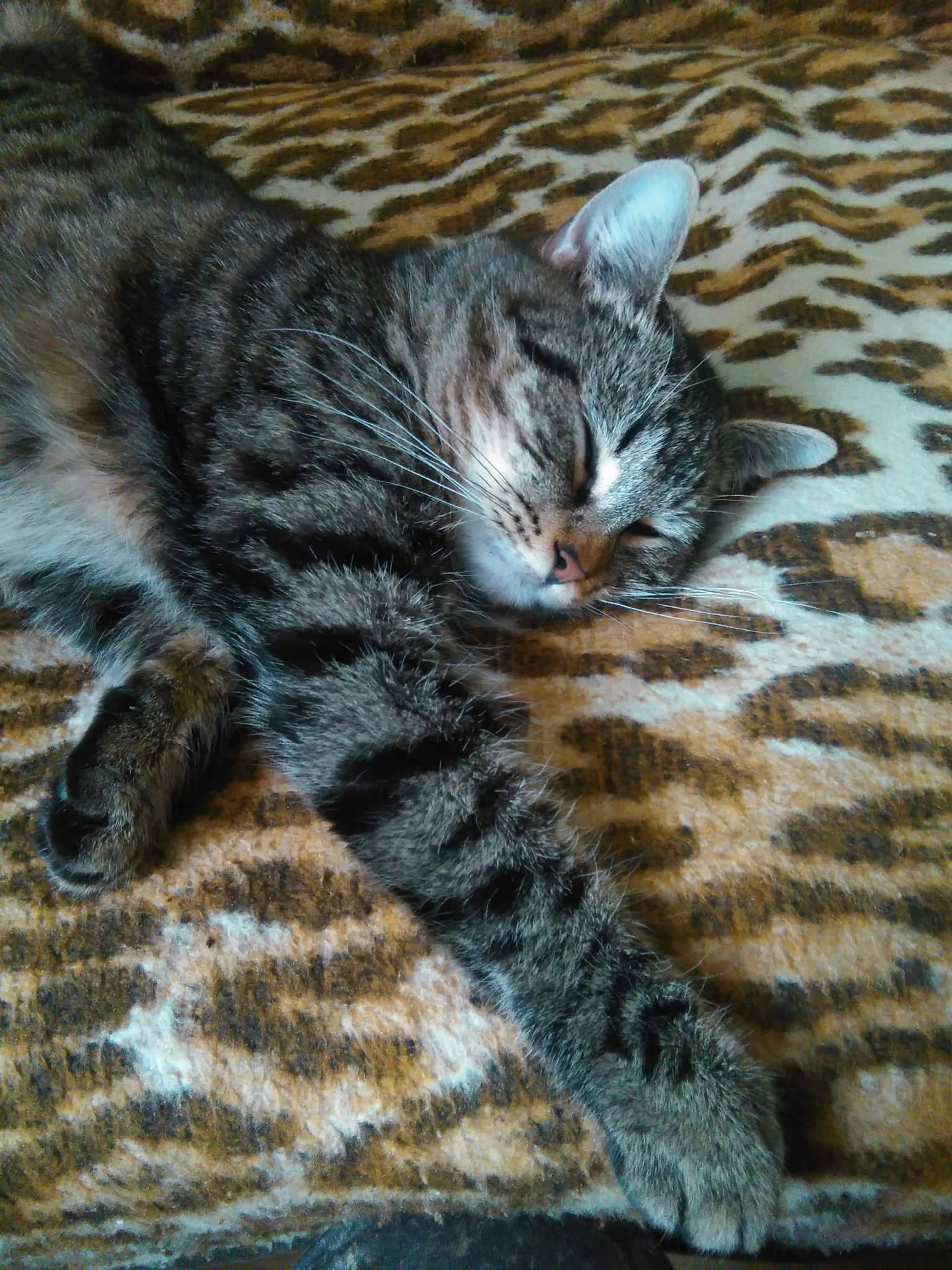 HUAWEI G620S-L01 sample photo. Cat 3 photography
