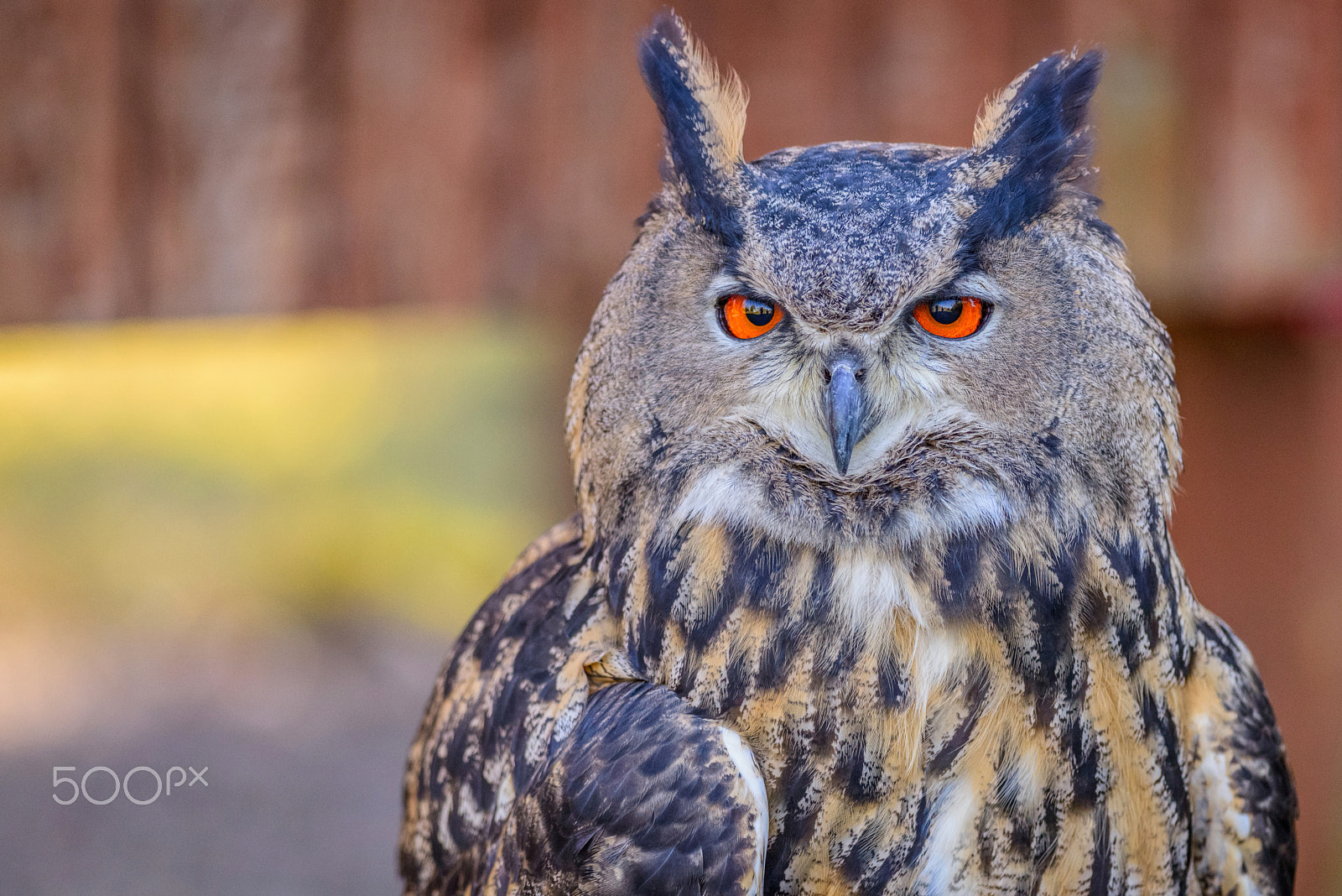 Nikon D800E + Nikon AF-S Nikkor 300mm F4D ED-IF sample photo. Eagle owl photography