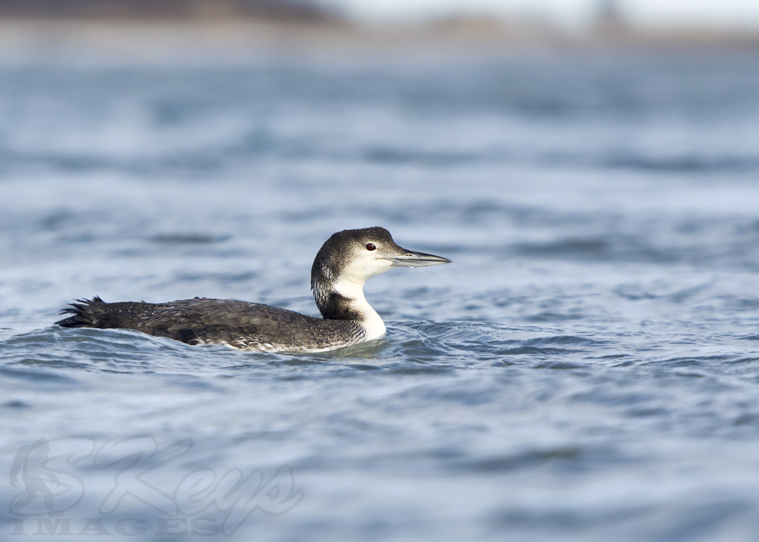 Sigma 500mm F4.5 EX DG HSM sample photo. Easy (common loon) photography