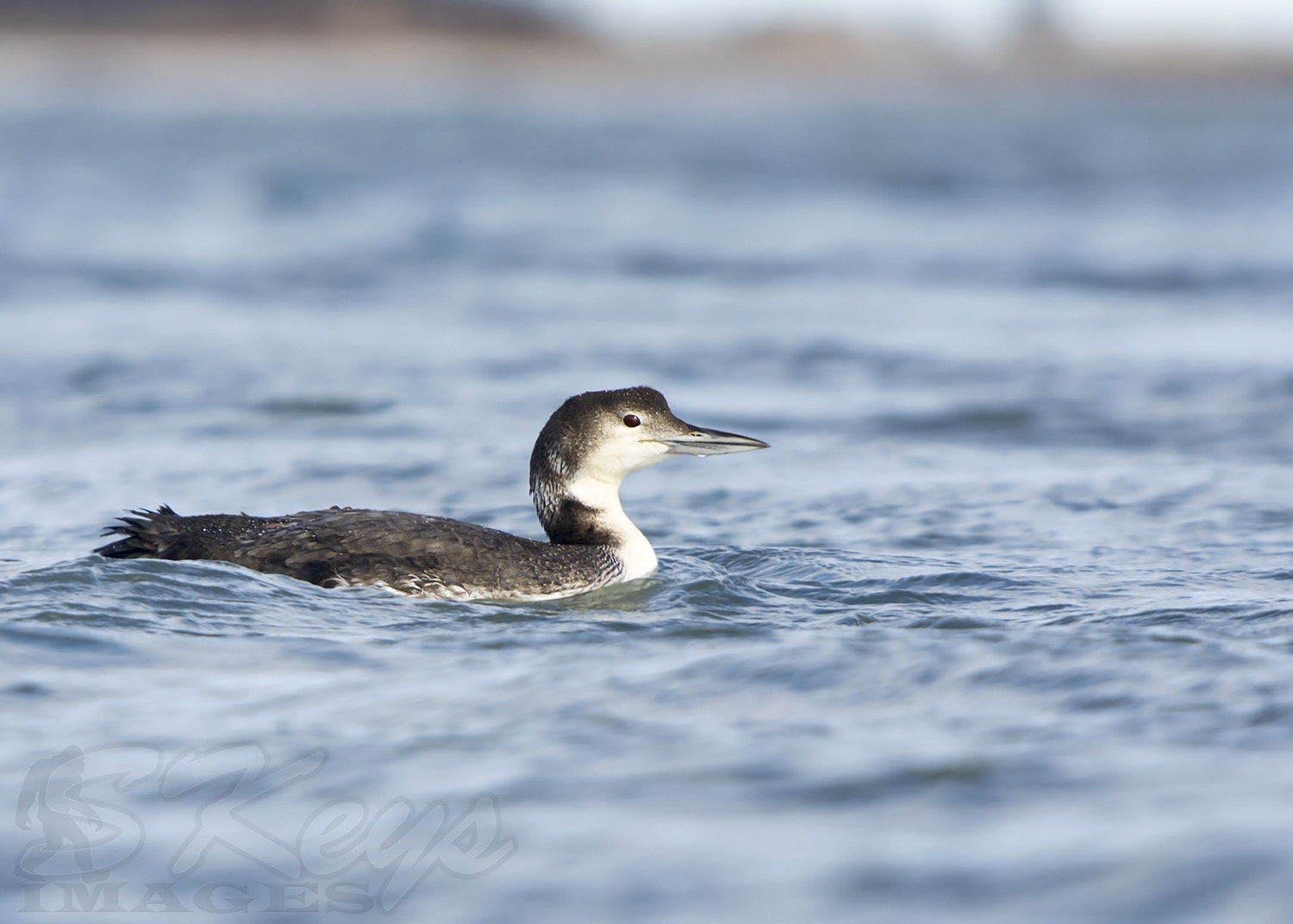 Nikon D7200 sample photo. Easy (common loon) photography