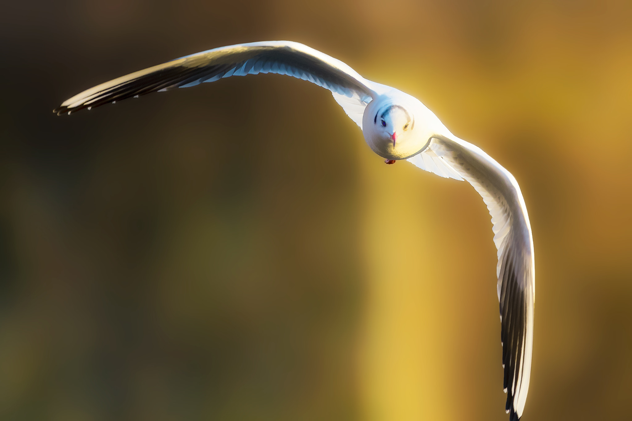 Canon EF 400mm F2.8L IS II USM sample photo. Seagull... photography