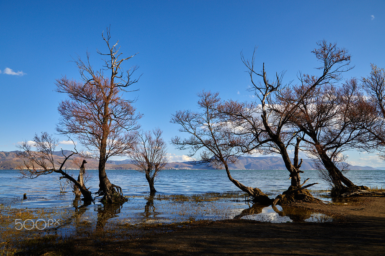 Canon EOS 5D Mark IV + Canon EF 24-105mm F4L IS USM sample photo. Trees by the lake of erhai photography
