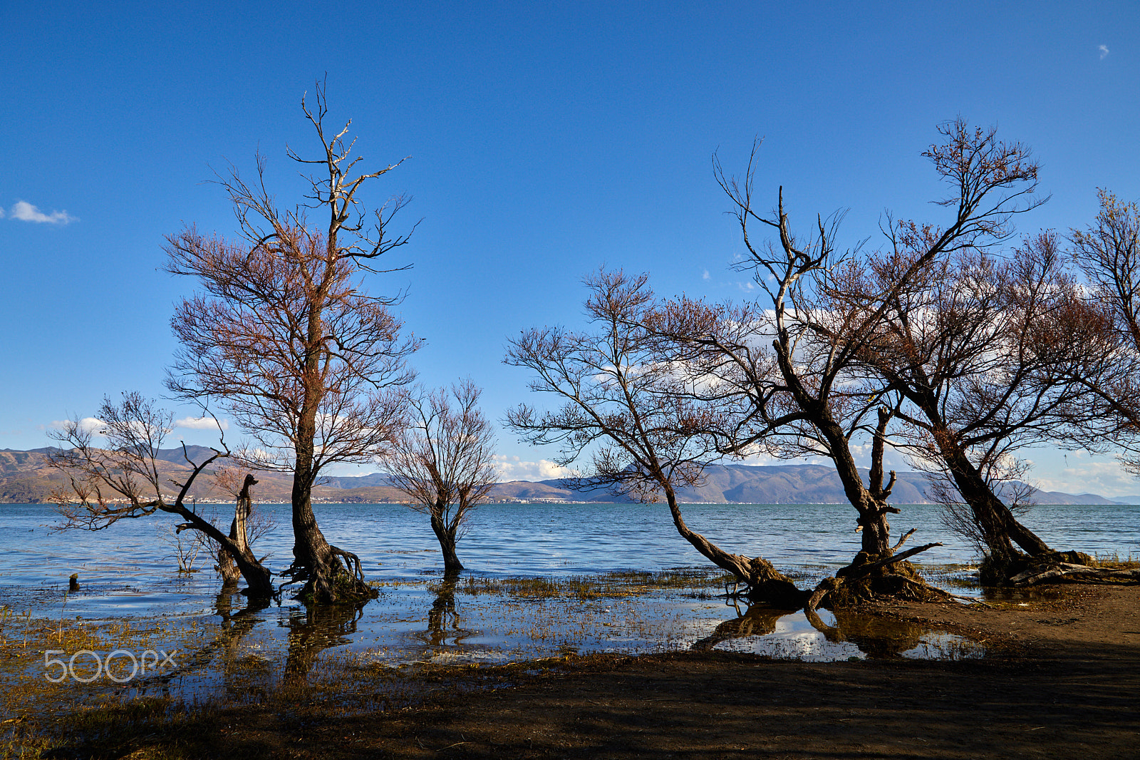 Canon EF 24-105mm F4L IS USM sample photo. Trees by the lake of erhai photography