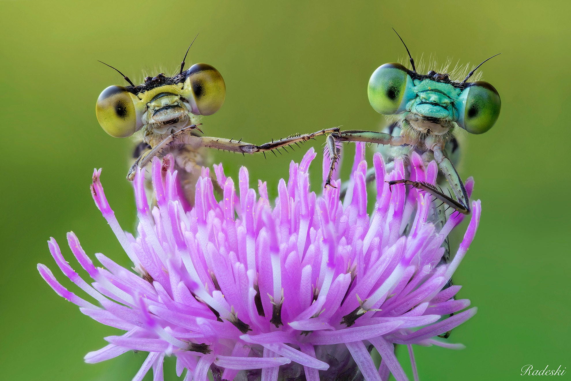 Nikon D810 + Nikon AF Micro-Nikkor 60mm F2.8D sample photo. A friendly couple photography