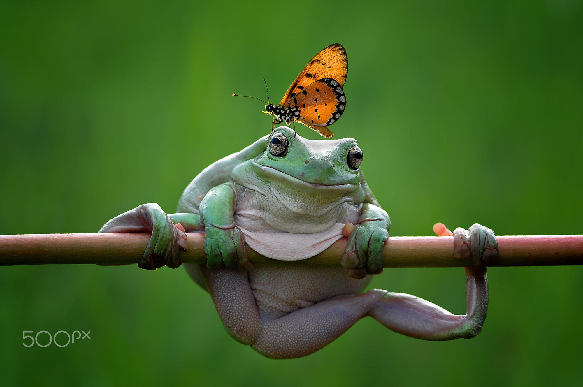 My Best Friend, Frog and Butterfly, Butterfly, Frog by Edy Pamungkas