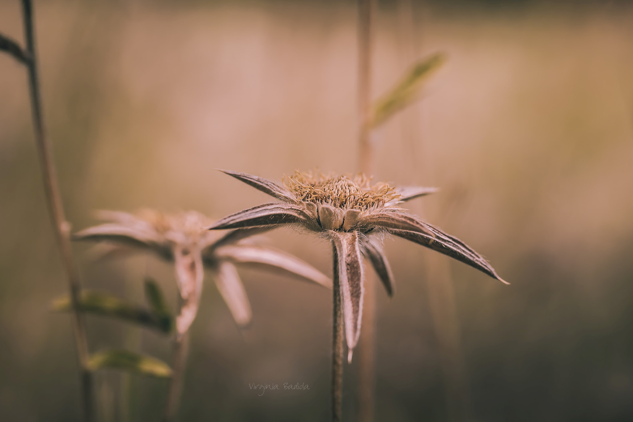 Canon EF-S 60mm F2.8 Macro USM sample photo. *** photography
