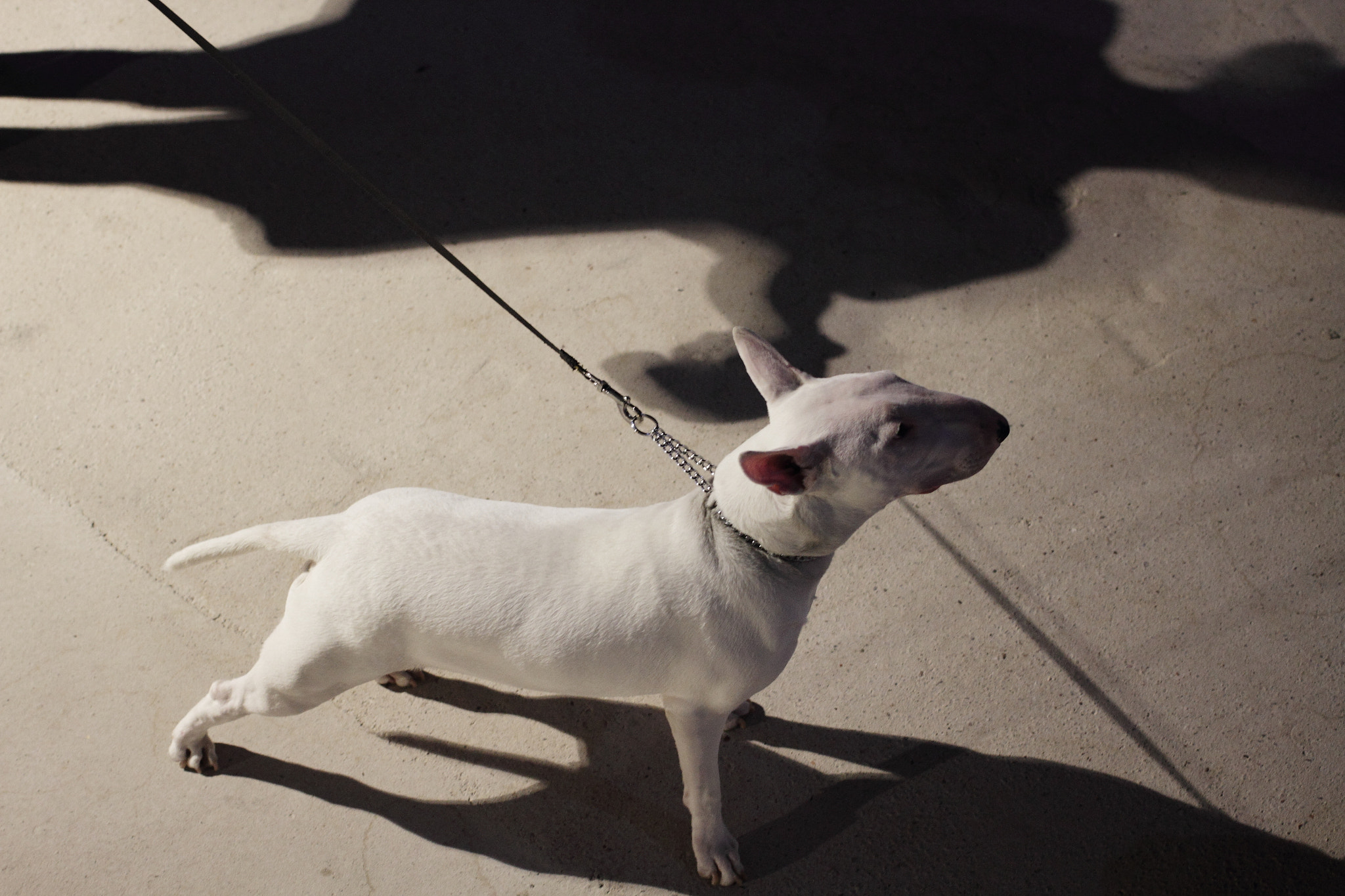 Canon EF 40mm F2.8 STM sample photo. Dangerous !! photography