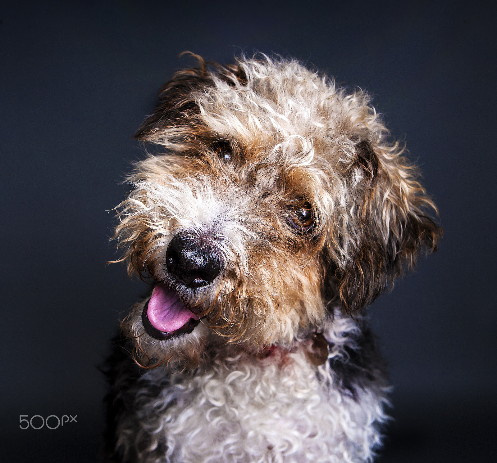 Canon EOS-1Ds Mark II sample photo. Alfie photography
