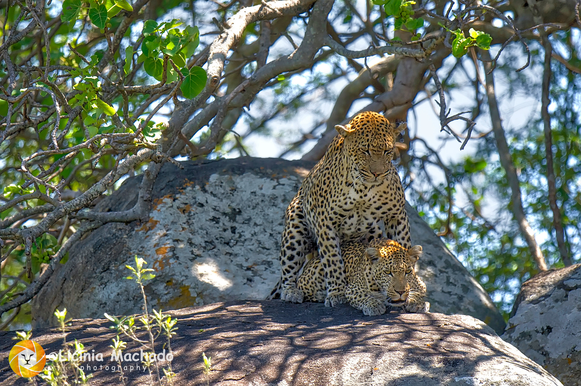 Nikon AF-S Nikkor 500mm F4G ED VR sample photo. Wild love! photography