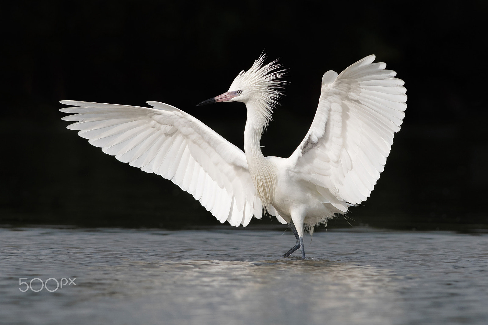 Nikon D500 + Nikon AF-S Nikkor 300mm F4D ED-IF sample photo. The dancer photography