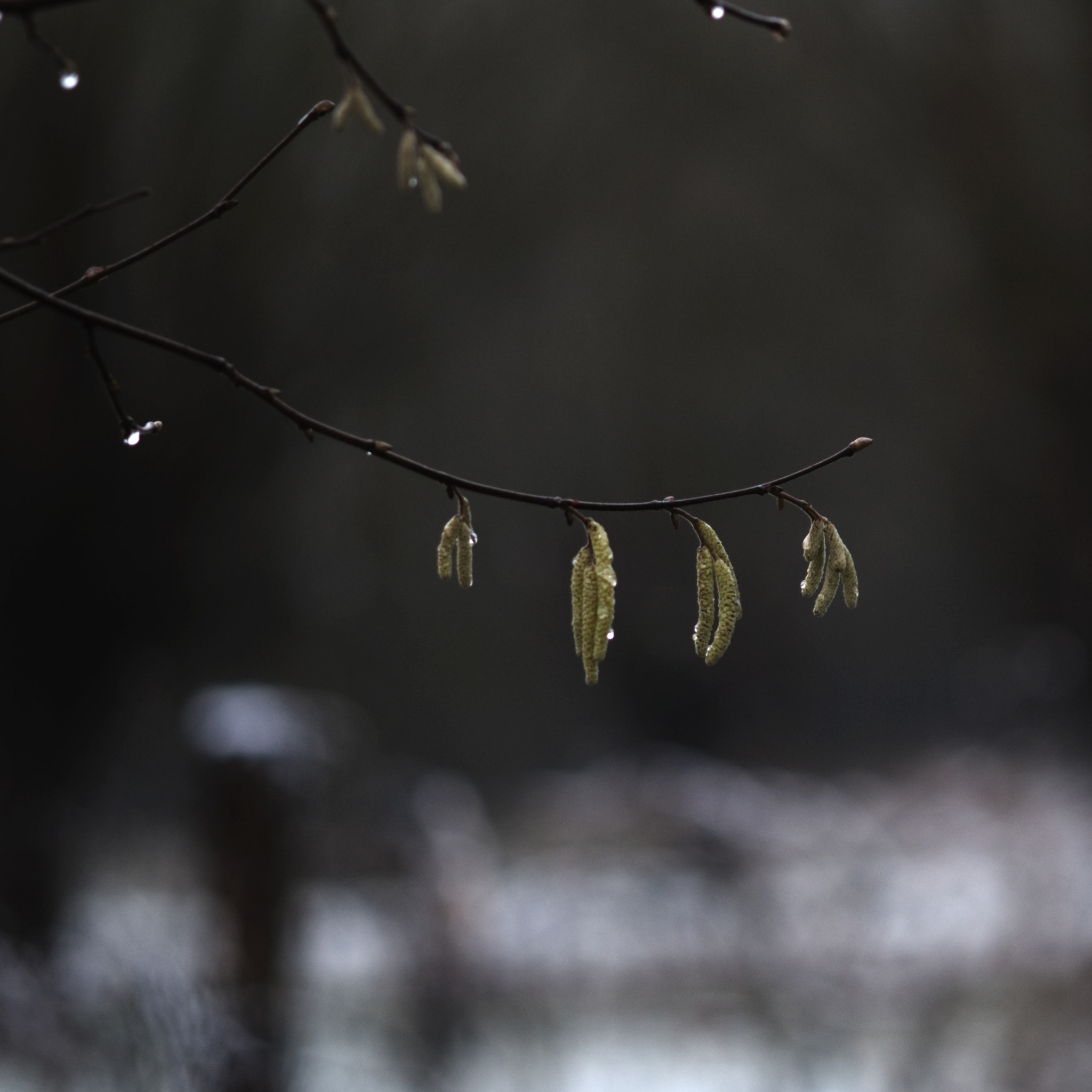 Nikon AF-S Micro-Nikkor 105mm F2.8G IF-ED VR sample photo. Blad photography