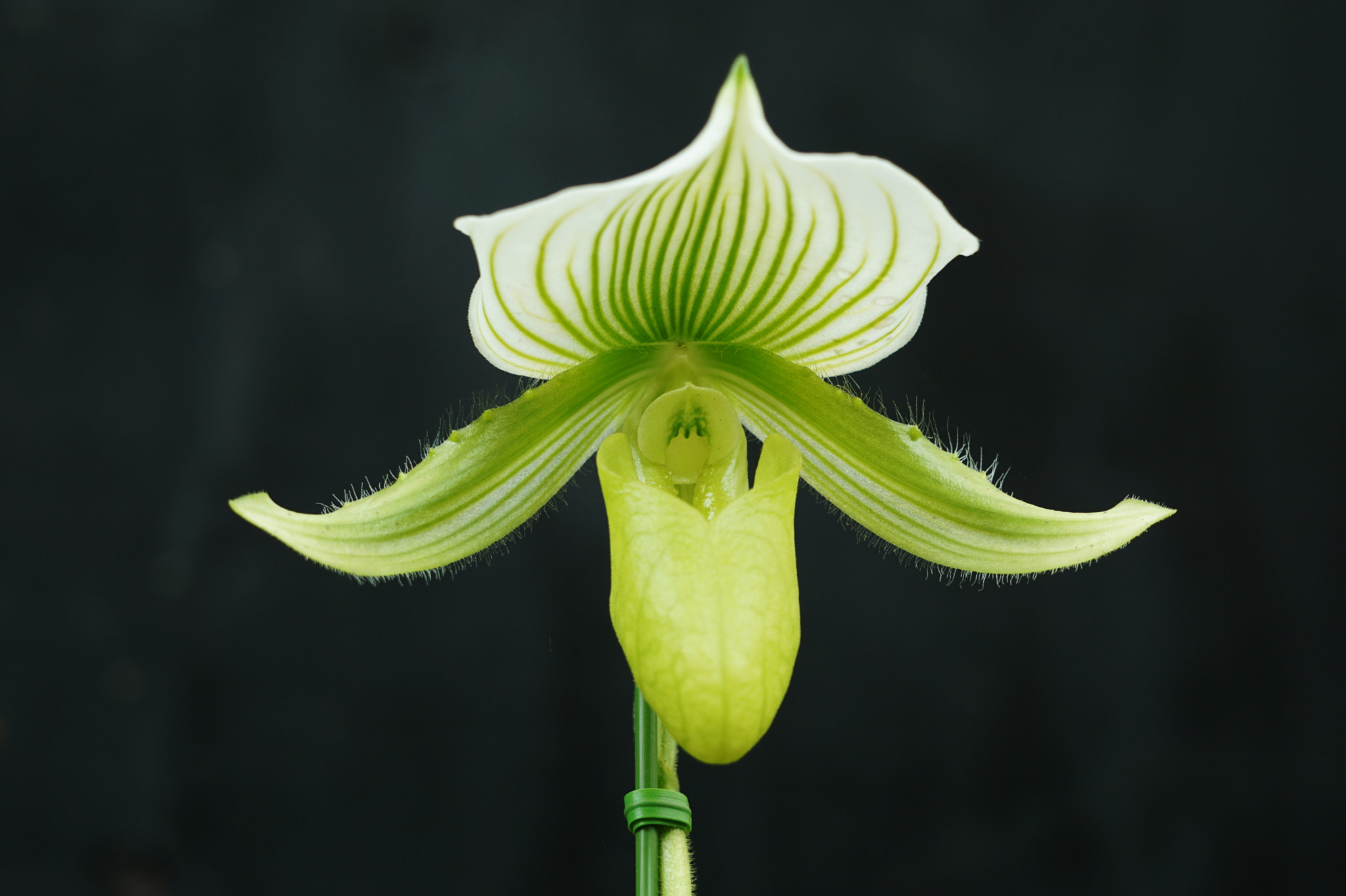 Sony a6000 + Sony FE 70-300mm F4.5-5.6 G OSS sample photo. Orchid　paphiopedilum photography