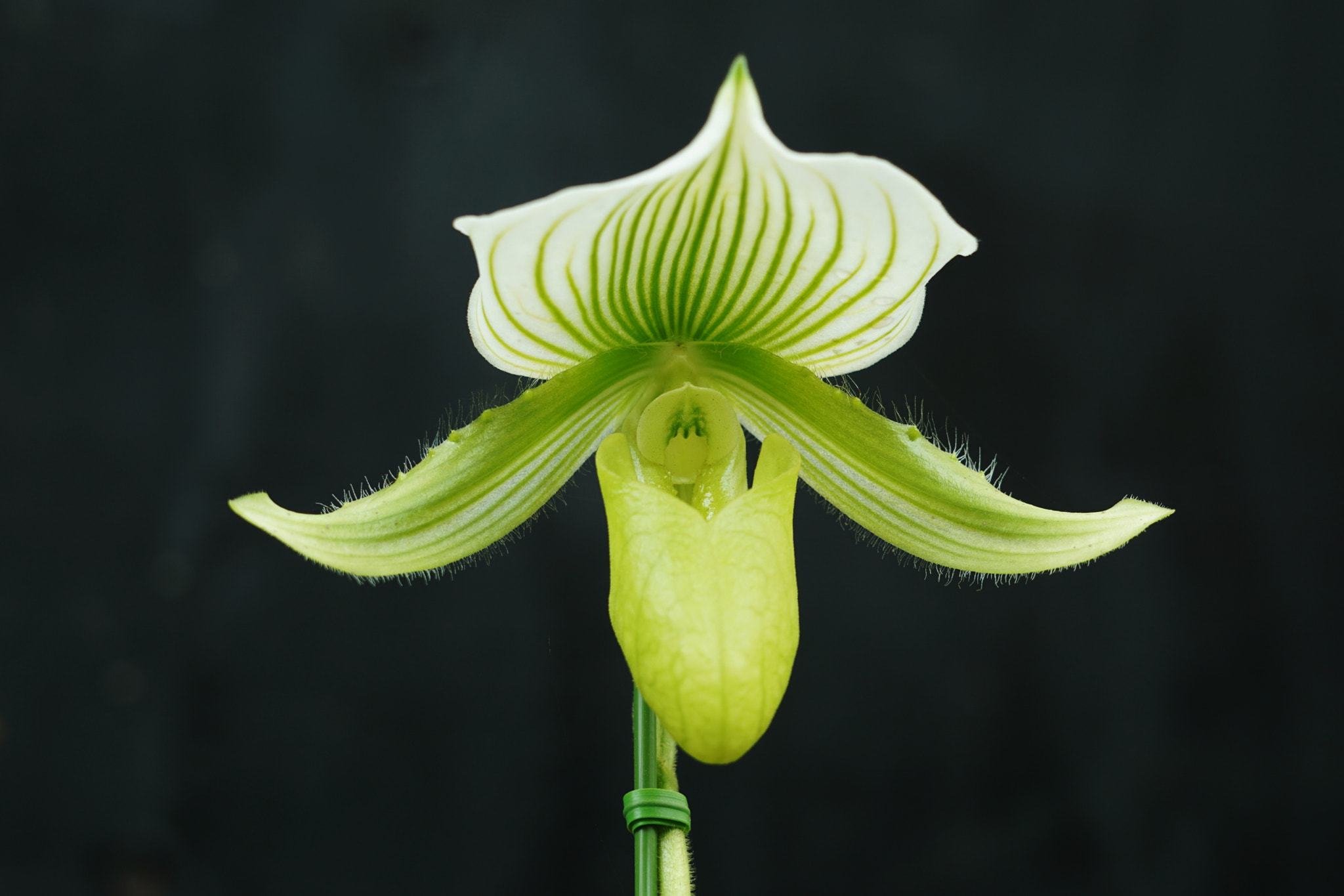 Sony FE 70-300mm F4.5-5.6 G OSS sample photo. Orchid　paphiopedilum photography