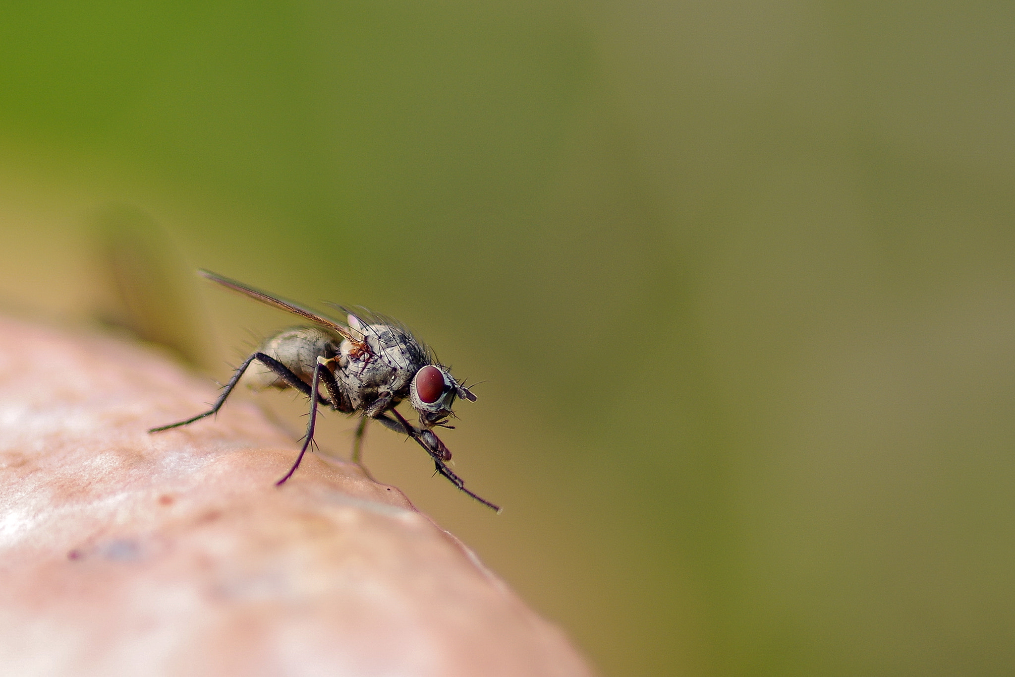 Pentax smc D-FA 100mm F2.8 Macro WR sample photo. A fly on the edge of the mushroom photography