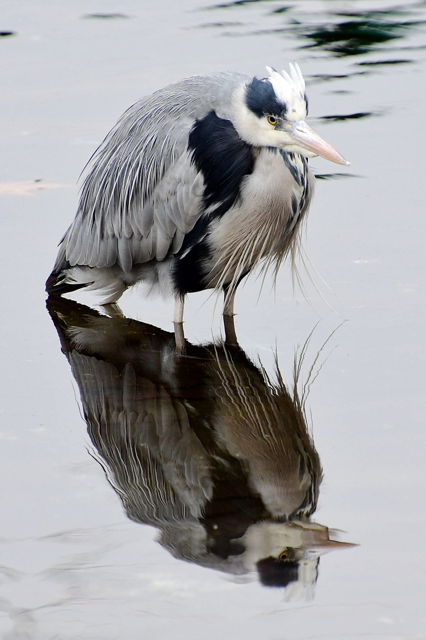 Nikon D500 sample photo. Mirror photography